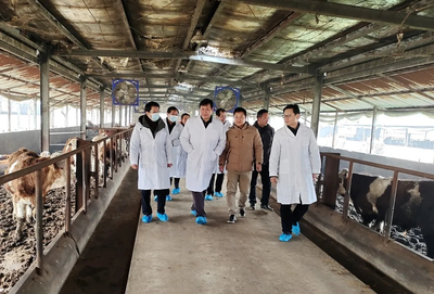 “鄂”牛出山記 跨越三省七市的品質(zhì)之旅，湖北農(nóng)發(fā)牛肉香飄粵港澳大灣區(qū)