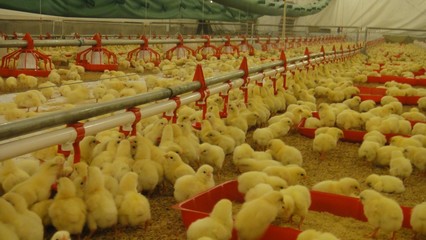 畜牧獸醫高職教育中的畜牧漁業飼料銷售 機遇、挑戰與人才培養路徑