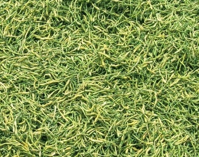 謹防誤導 高致病性禽流感防控無“特效藥”，理性選擇合法獸藥