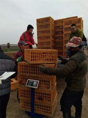 鹽城射陽臨海鎮八大家居委會 雞窩里飛出“金鳳凰”，畜牧漁業飼料銷售成富民新引擎